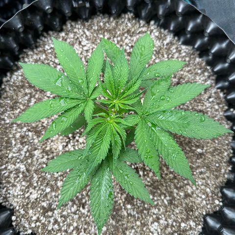 White Gorilla growlog timeline photo