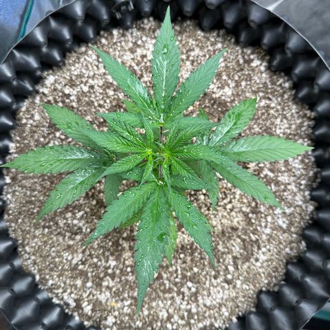Gorilla Rainbow growlog timeline photo