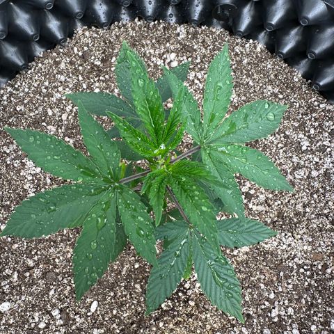 Gorilla Banana growlog timeline photo