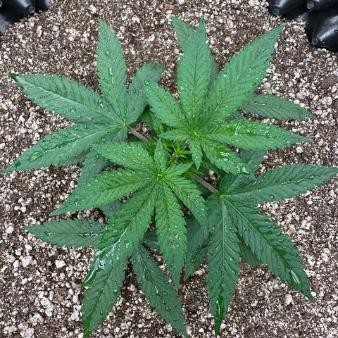 Gorilla Ghost growlog timeline photo
