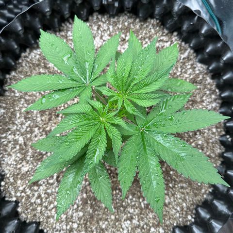 White Gorilla growlog timeline photo