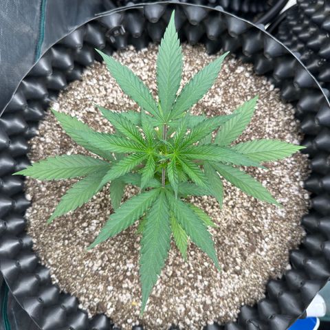 Gorilla Rainbow growlog timeline photo