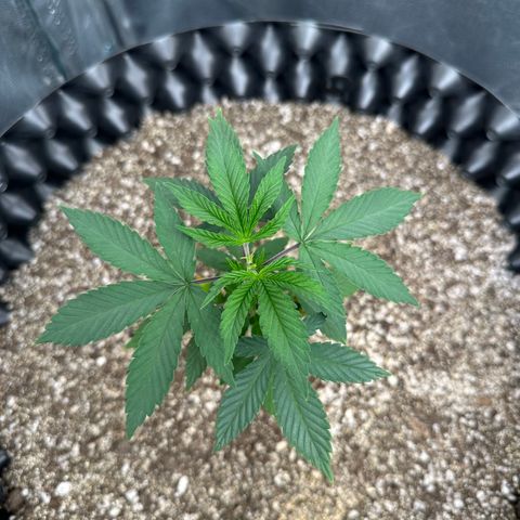Gorilla Banana growlog timeline photo