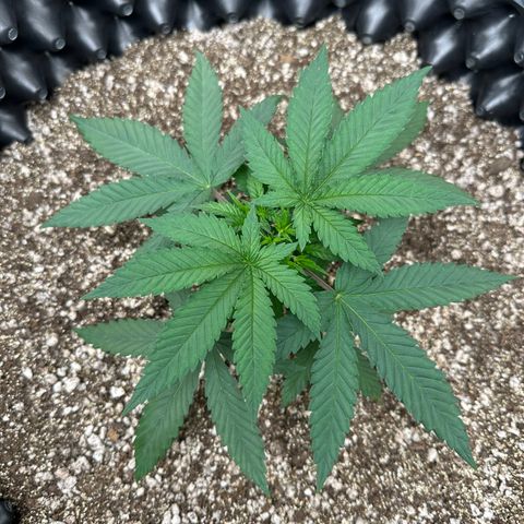Gorilla Ghost growlog timeline photo