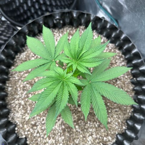 White Gorilla growlog timeline photo