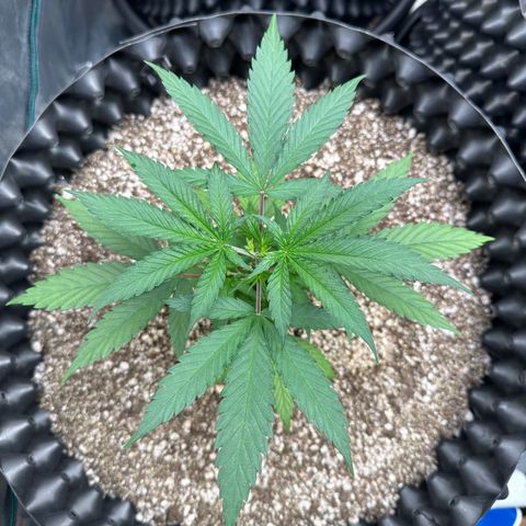 Gorilla Rainbow growlog timeline photo