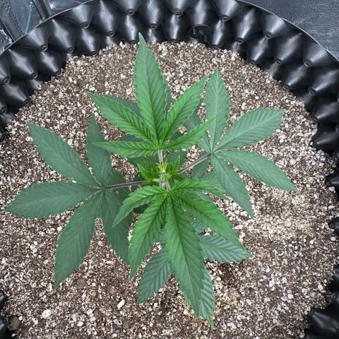 Gorilla Banana growlog timeline photo