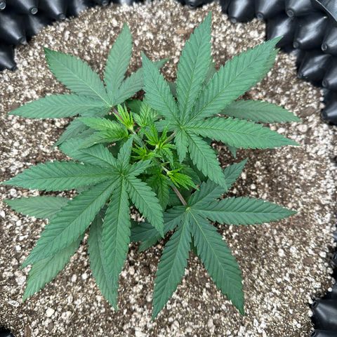 Gorilla Ghost growlog timeline photo