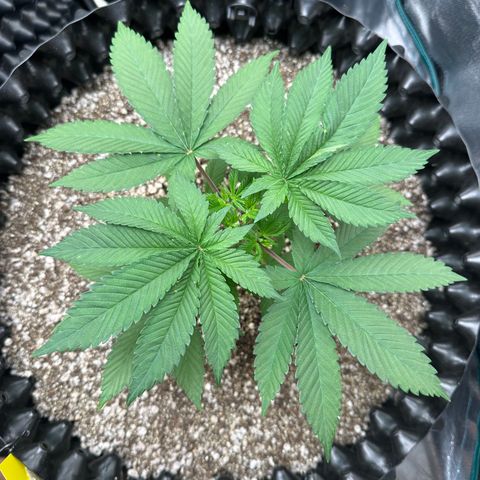 White Gorilla growlog timeline photo