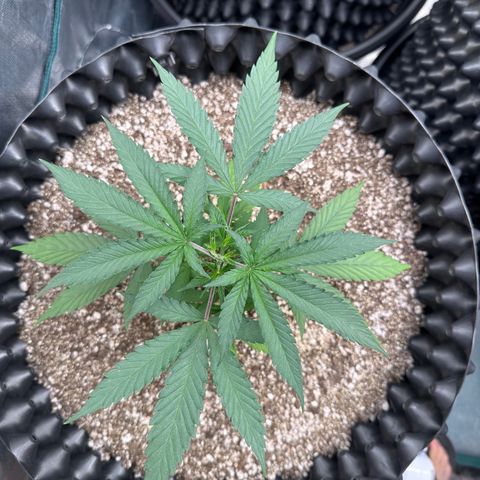 Gorilla Rainbow growlog timeline photo