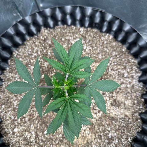 Gorilla Banana growlog timeline photo