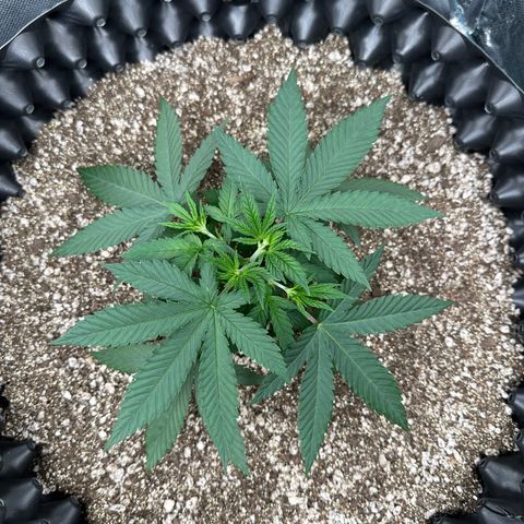 Gorilla Ghost growlog timeline photo