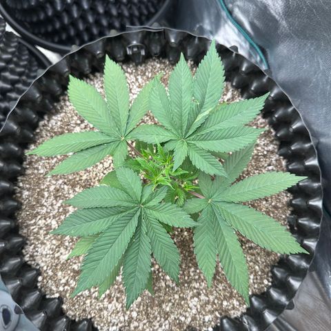 White Gorilla growlog timeline photo