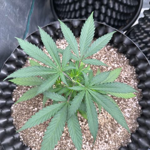 Gorilla Rainbow growlog timeline photo