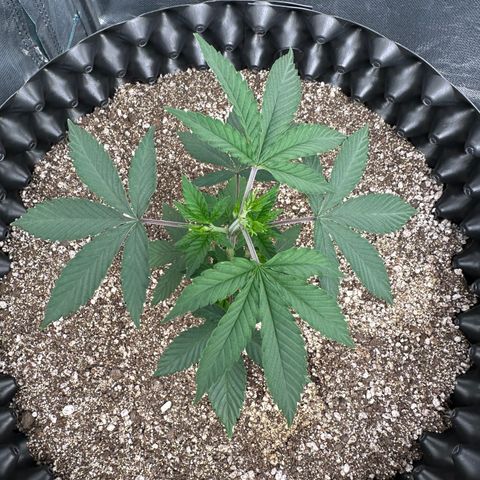 Gorilla Banana growlog timeline photo
