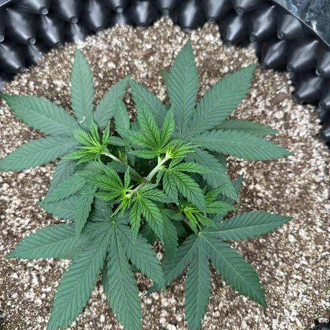 Gorilla Ghost growlog timeline photo