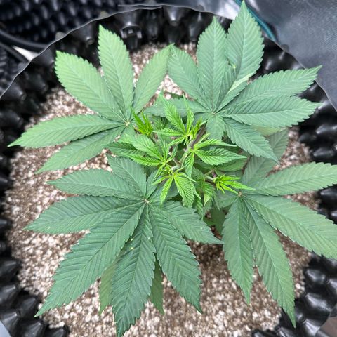 White Gorilla growlog timeline photo