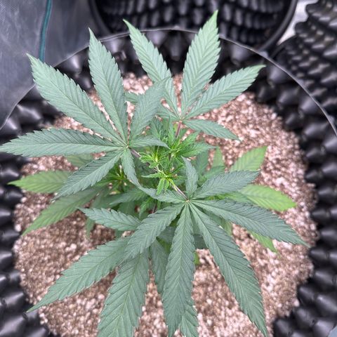 Gorilla Rainbow growlog timeline photo
