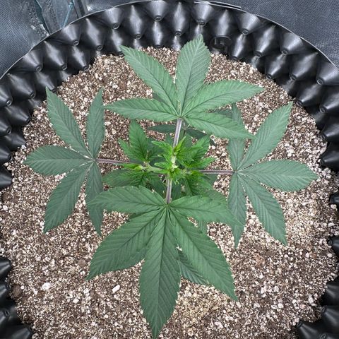 Gorilla Banana growlog timeline photo