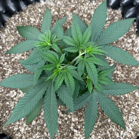 Gorilla Ghost growlog timeline photo