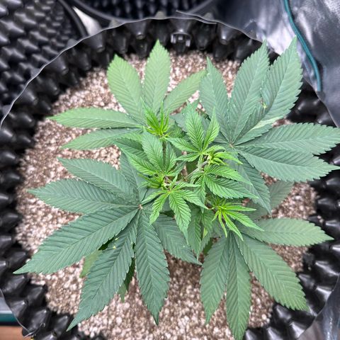 White Gorilla growlog timeline photo
