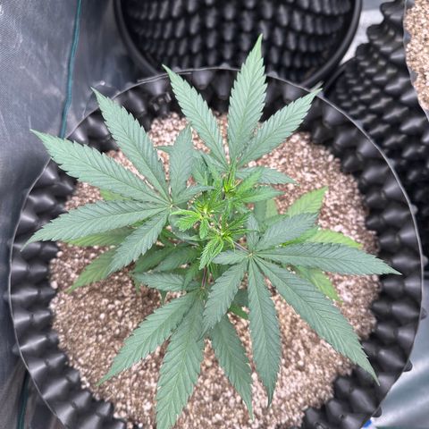 Gorilla Rainbow growlog timeline photo