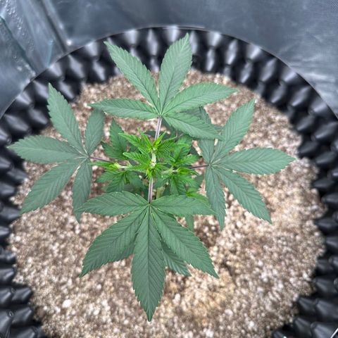 Gorilla Banana growlog timeline photo