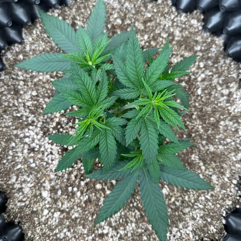 Gorilla Ghost growlog timeline photo