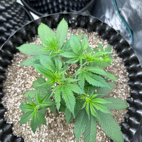 White Gorilla growlog timeline photo