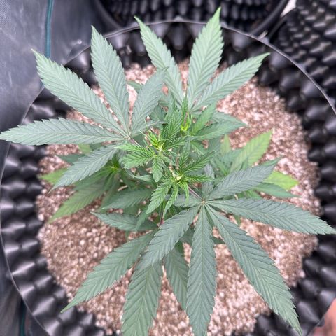 Gorilla Rainbow growlog timeline photo