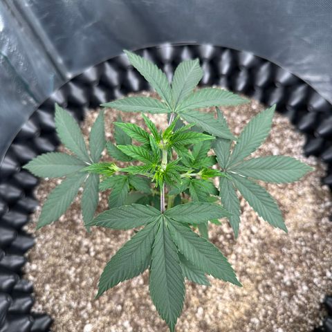 Gorilla Banana growlog timeline photo