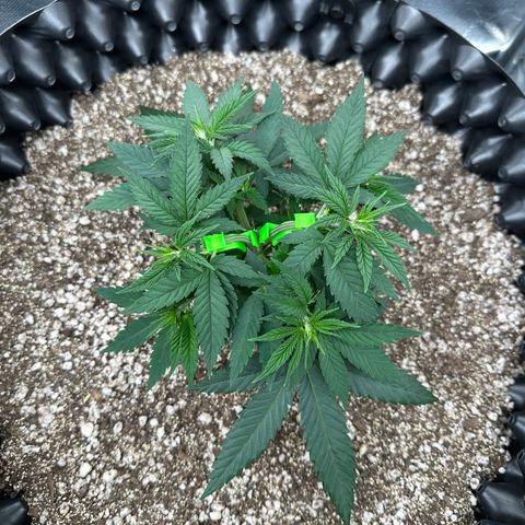 Gorilla Ghost growlog timeline photo