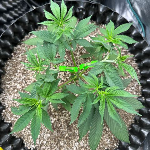 White Gorilla growlog timeline photo