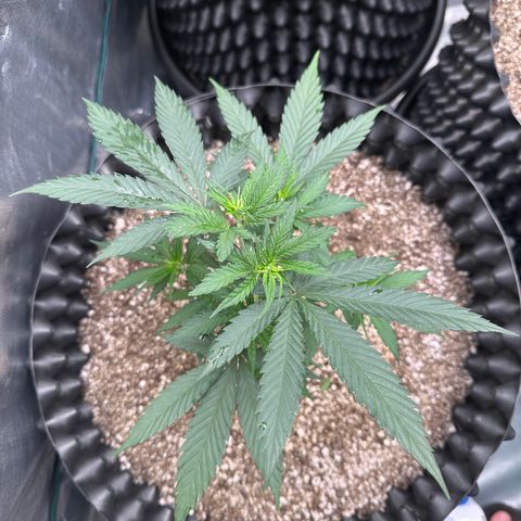 Gorilla Rainbow growlog timeline photo