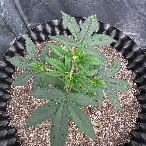 Gorilla Banana growlog timeline photo