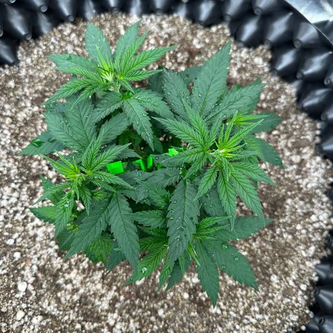 Gorilla Ghost growlog timeline photo