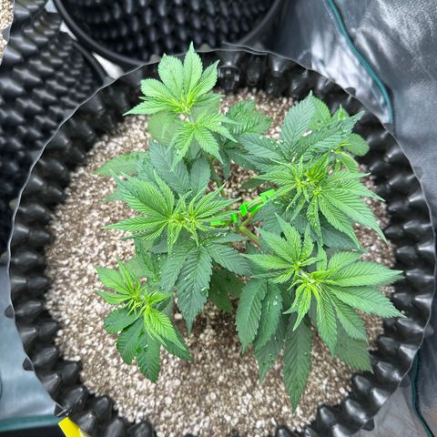 White Gorilla growlog timeline photo