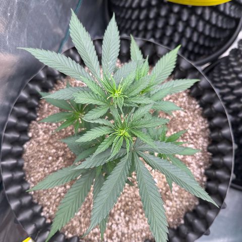 Gorilla Rainbow growlog timeline photo