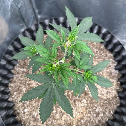 Gorilla Banana growlog timeline photo