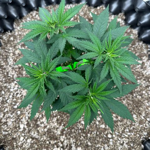 Gorilla Ghost growlog timeline photo