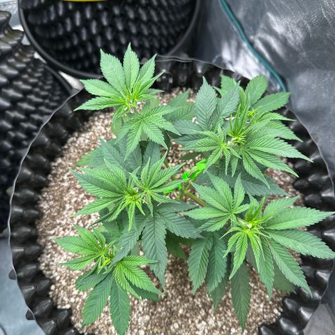 White Gorilla growlog timeline photo