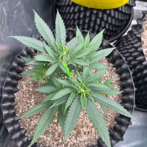 Gorilla Rainbow growlog timeline photo