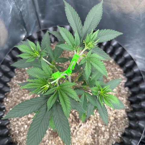 Gorilla Banana growlog timeline photo