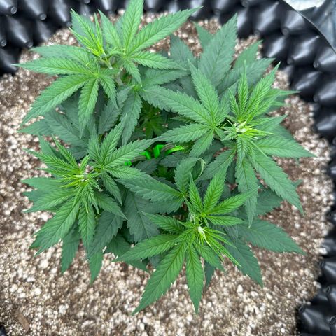 Gorilla Ghost growlog timeline photo