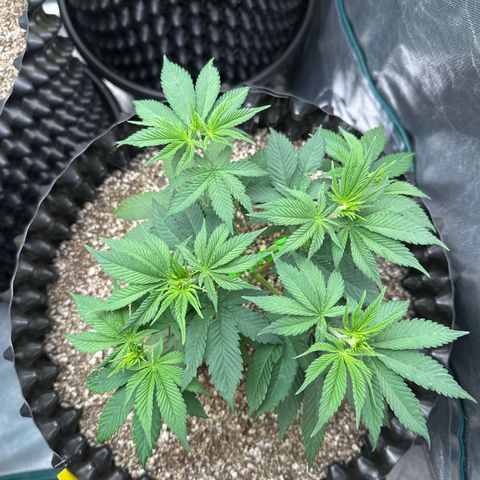 White Gorilla growlog timeline photo