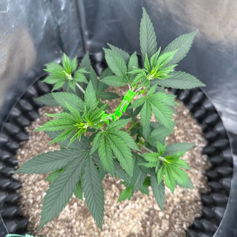 Gorilla Banana growlog timeline photo
