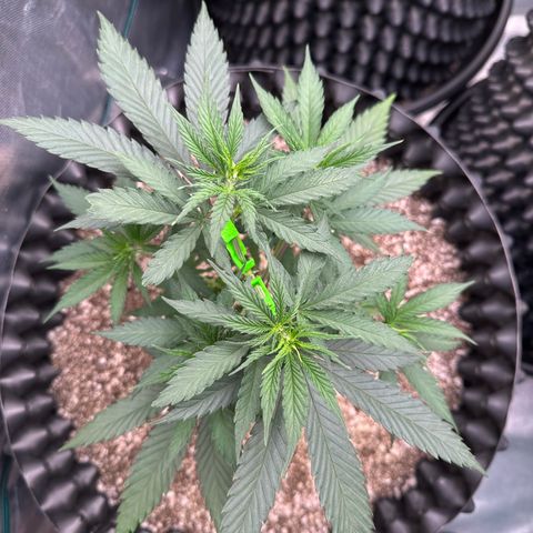 Gorilla Rainbow growlog timeline photo
