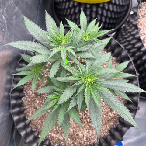 Gorilla Rainbow growlog timeline photo