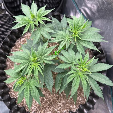 White Gorilla growlog timeline photo