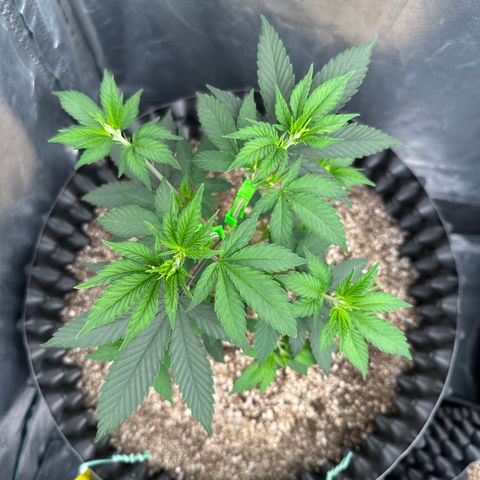 Gorilla Banana growlog timeline photo